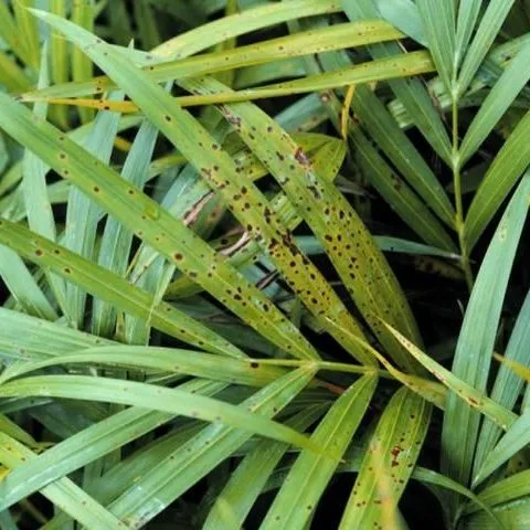 thumbnail for publication: Leaf Spots and Leaf Blights of Palm